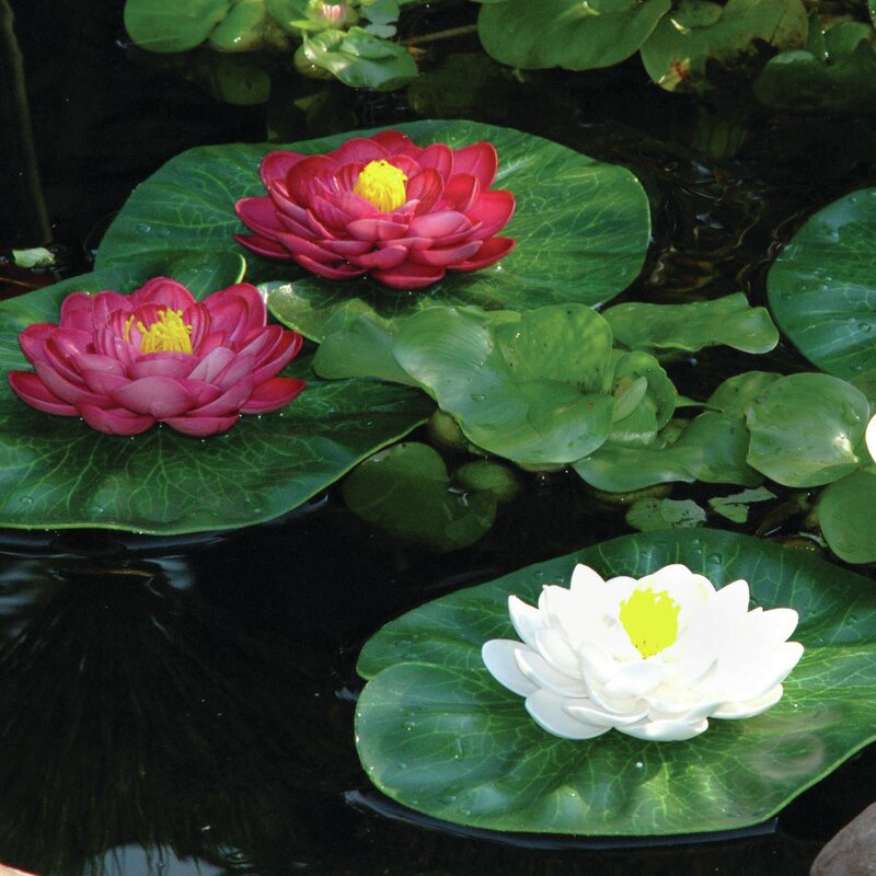 lily pad water float